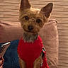Pépite a rejoint le concours — aidez-le/la à gagner de superbes lots ! dog, terrier, small_dog, pet, red_outfit, festive_clothing, sweater, sitting, indoors, chair, couch, cushion, textured_wall, home, portrait, looking_at_camera, ears, fur, holiday, cozy