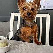 Pépite participe au concours pour gagner de l'argent avec cette photo : dog, yorkshire_terrier, small_dog, pet, animal, portrait, sitting, upright, fluffy, brown_fur, black_and_tan, pointed_ears, dark_eyes, nose, chair, table, tablecloth, cup, indoor, office