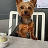 dog, yorkshire_terrier, small_dog, pet, animal, portrait, sitting, upright, fluffy, brown_fur, black_and_tan, pointed_ears, dark_eyes, nose, chair, table, tablecloth, cup, indoor, office