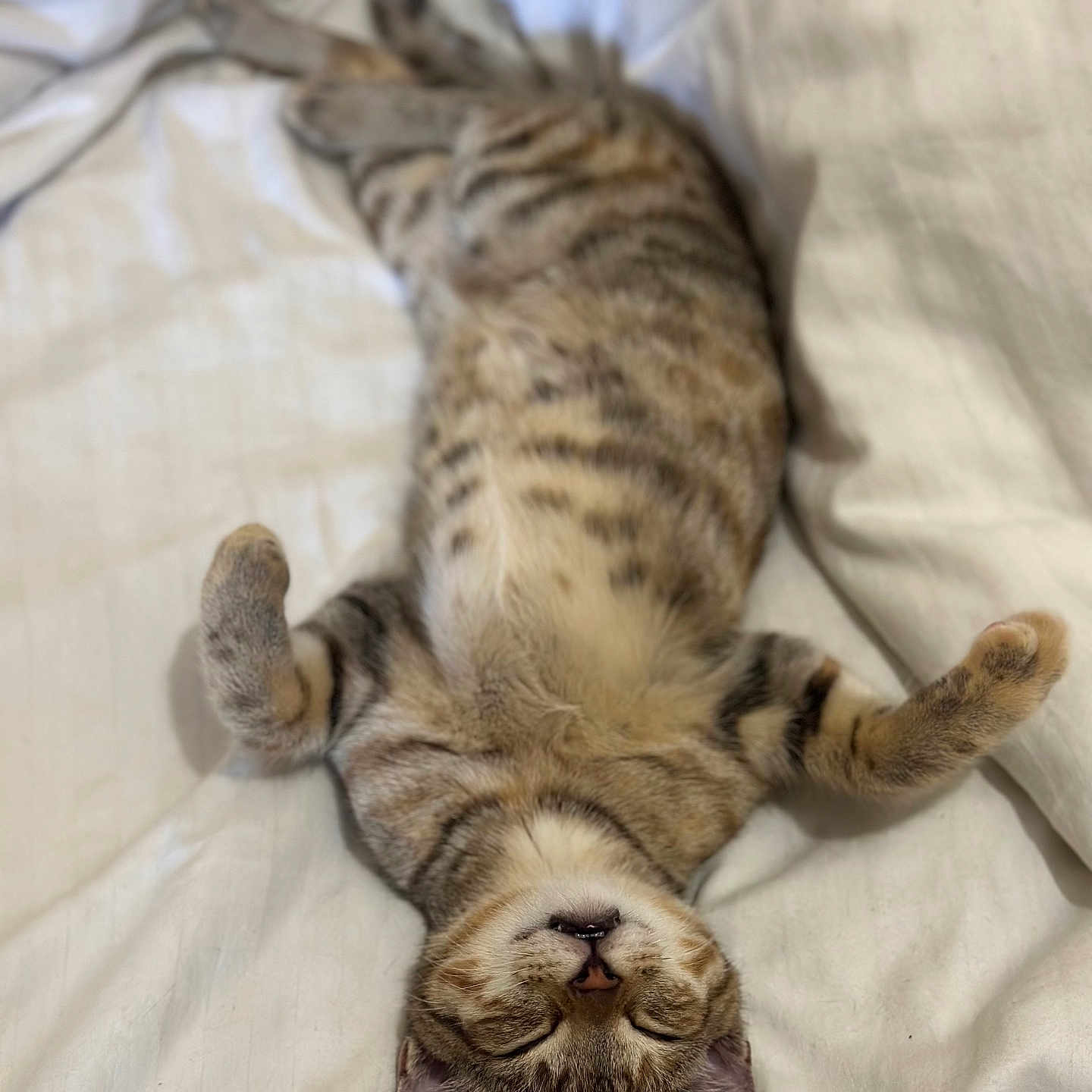 Loki participe au concours pour gagner de l'argent avec cette photo : abyssinian, animal, bed, bedroom, blanket, cat, couch, cushion, egyptiancat, electronics, furniture, hardware, homedecor, indoors, kitten, manx, person, pet, room, sleeping