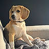 dog, beagle, puppy, pet, canine, sitting, sofa, couch, blanket, indoors, portrait, brown_and_white, floppy_ears, collar, sunlight, home, furniture, relaxed, cute, photography