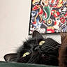 Haku participe au concours pour gagner de l'argent avec cette photo : cat, black_cat, fluffy, furry, green_eyes, pet, animal, close_up, portrait, upside_down, lying_down, whiskers, ears, nose, indoor, home, couch, framed_art, colorful_background, funny_pose