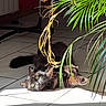 Haku a rejoint le concours — aidez-le/la à gagner de superbes lots ! cat, black_cat, fluffy, long_hair, pet, animal, lying_down, upside_down, face, green_eyes, whiskers, indoors, tile_floor, sunlight, houseplant, palm, laundry, home, relaxed, portrait