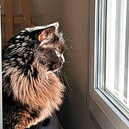 Haku participe au concours pour gagner de l'argent avec cette photo : cat, longhaired_cat, fluffy, furry, brown, black, profile, whiskers, ears, green_eyes, animal, pet, indoors, window, sunlight, backlit, portrait, sitting, home, dramatic_lighting