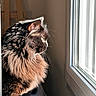 cat, longhaired_cat, fluffy, furry, brown, black, profile, whiskers, ears, green_eyes, animal, pet, indoors, window, sunlight, backlit, portrait, sitting, home, dramatic_lighting