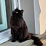 cat, black_cat, fluffy, long_hair, feline, pet, sitting, doorstep, porch, window, outdoor, sunlight, shadow, green_eyes, whiskers, tail, fur, home, portrait, gothic