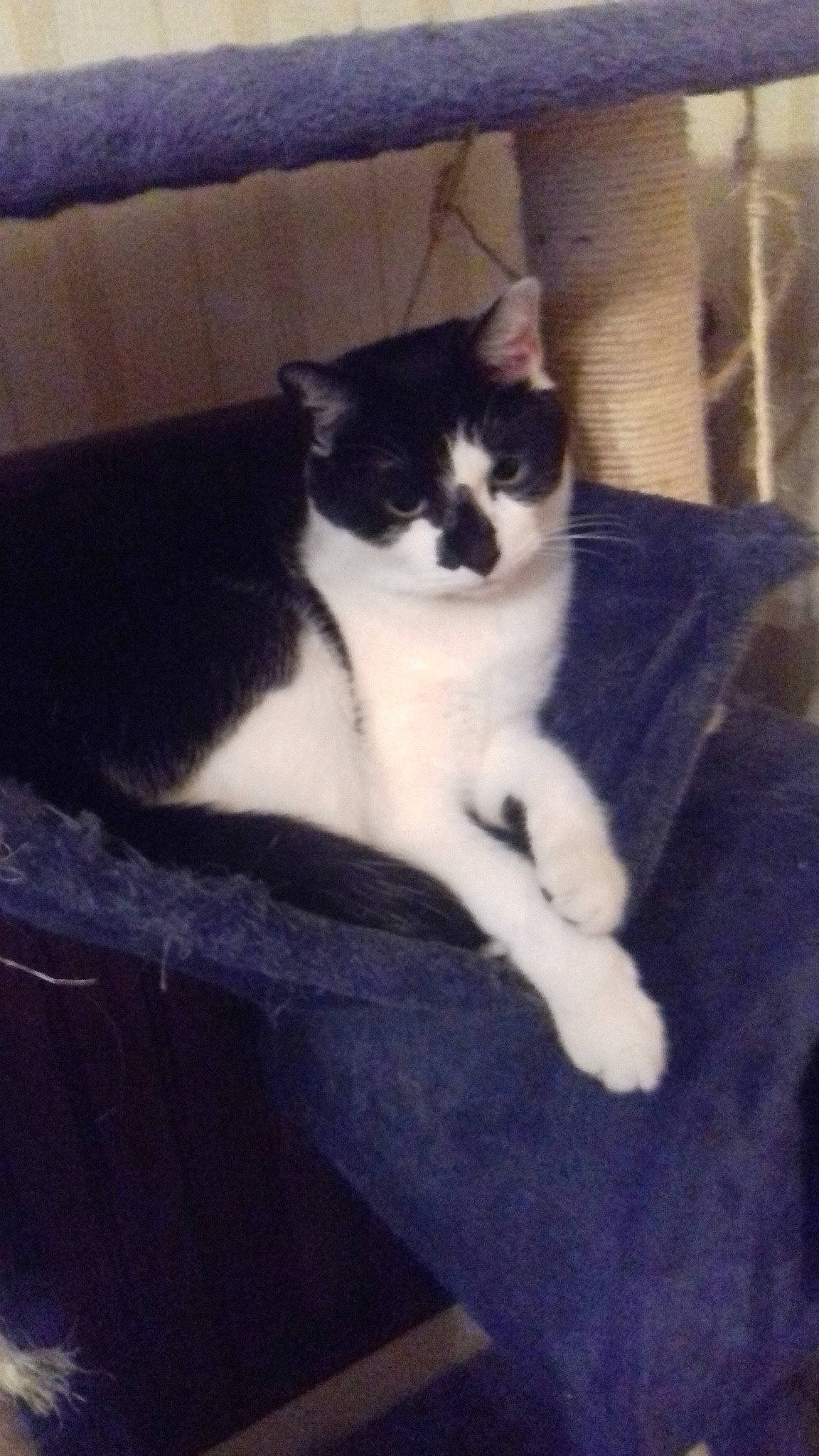 Luki a rejoint le concours — aidez-le/la à gagner de superbes lots ! carnivore, cat, domestic_short_haired_cat, felidae, kitten, mammal, polydactyl_cat, small_to_medium_sized_cats, tail, whiskers