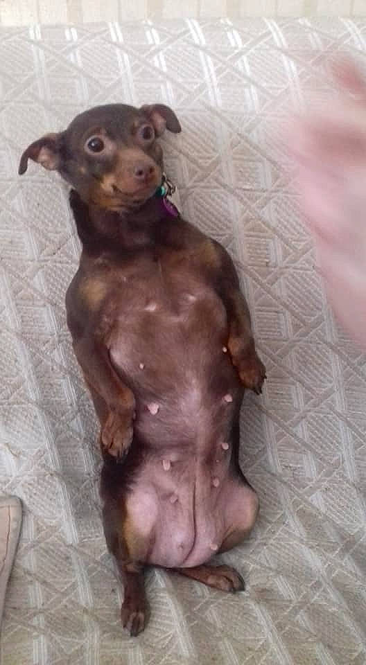 Hop a rejoint le concours — aidez-le/la à gagner de superbes lots ! canidae, carnivore, companion_dog, dog, dog_breed, fawn, italian_greyhound, liver, lurcher, miniature_pinscher, non_sporting_group, peruvian_hairless_dog, puppy, snout, toy_dog