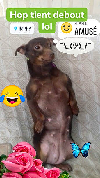 Hop a rejoint le concours — aidez-le/la à gagner de superbes lots ! canidae, carnivore, dog, dog_breed, dog_supply, dog_toy, liver, photo_caption, puppy, sporting_group