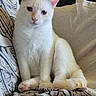 cat, cream_cat, white_fur, sitting, indoor, couch, cushion, patterned_fabric, portrait, pet, animal, feline, ears, eyes, whiskers, pink_nose, paws, tail, home, photography