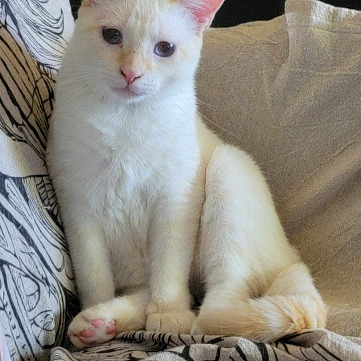 Bao