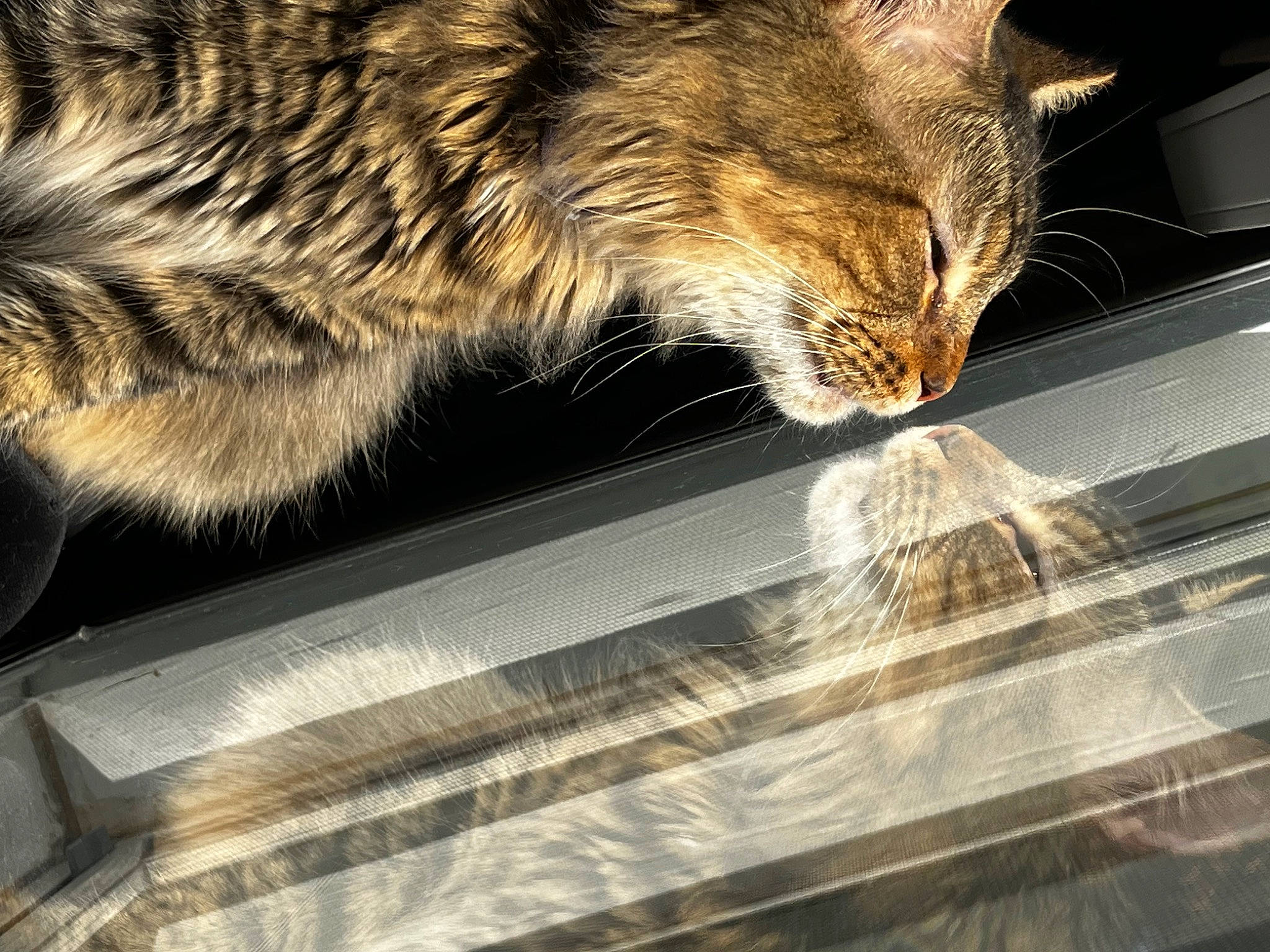 Beans is registered to the contest to win money with this photo: automotive_lighting, carnivore, cat, claw, domestic_short_haired_cat, felidae, fur, glass, mammal, metal, nap, paw, small_to_medium_sized_cats, snout, tail, terrestrial_animal, tints_and_shades, whiskers, windshield, wood