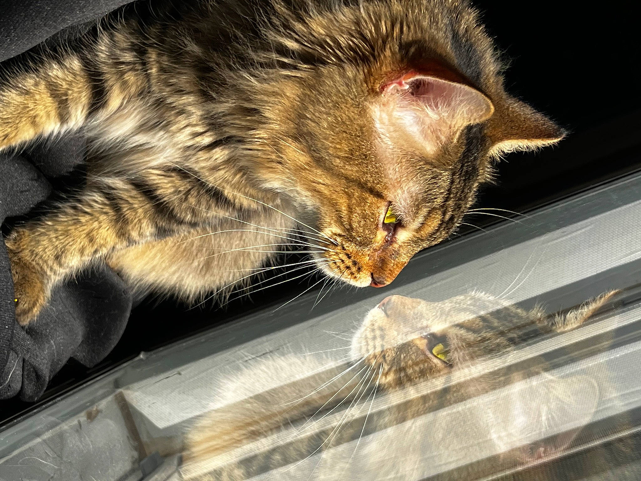 Beans is registered to the contest to win money with this photo: carnivore, cat, claw, domestic_short_haired_cat, felidae, fur, metal, nap, paw, sleep, small_to_medium_sized_cats, snout, tail, terrestrial_animal, whiskers, wildlife, windshield, wood