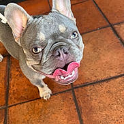 Bruce Lee is registered to the contest to win money with this photo: dog, french_bulldog, pet, animal, tongue, floor, tile, indoor, cute, playful, ears, nose, paw, looking_up, muzzle, fur, canine, domestic_animal, companion, happy