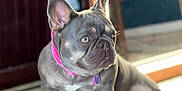 Bruce Lee joined the competition — help win amazing prizes! dog, french_bulldog, pet, indoor, collar, pink_collar, tile_floor, curious, seated, brown_door, reflection, natural_light, short_hair, ears_up, looking_sideways, animal, domestic_pet, companion, cute, alert