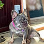 dog, french_bulldog, pet, indoor, collar, pink_collar, tile_floor, curious, seated, brown_door, reflection, natural_light, short_hair, ears_up, looking_sideways, animal, domestic_pet, companion, cute, alert