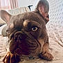 Bruce Lee joined the competition — help win amazing prizes! dog, french_bulldog, pet, close_up, indoor, bed, blanket, ears, face, paw, animal, canine, looking, resting, fur, pattern, home, curtains, portrait, cozy