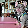 Bruce Lee is registered to the contest to win money with this photo: french_bulldog, puppy, dog, bow_tie, pink_table, indoor, artwork, framed_pictures, decor, golden_dragon, clock, plant, mirror, light, furniture, pet, animal, cute, portrait, sitting