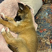 Nala a rejoint le concours — aidez-le/la à gagner de superbes lots ! animal, bed, blanket, canine, cat, couch, cushion, dog, furniture, germanshepherd, homedecor, indoors, interiordesign, kitten, person, pet, pillow, puppy, quilt, sleeping