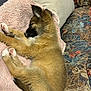 animal, bed, blanket, canine, cat, couch, cushion, dog, furniture, germanshepherd, homedecor, indoors, interiordesign, kitten, person, pet, pillow, puppy, quilt, sleeping