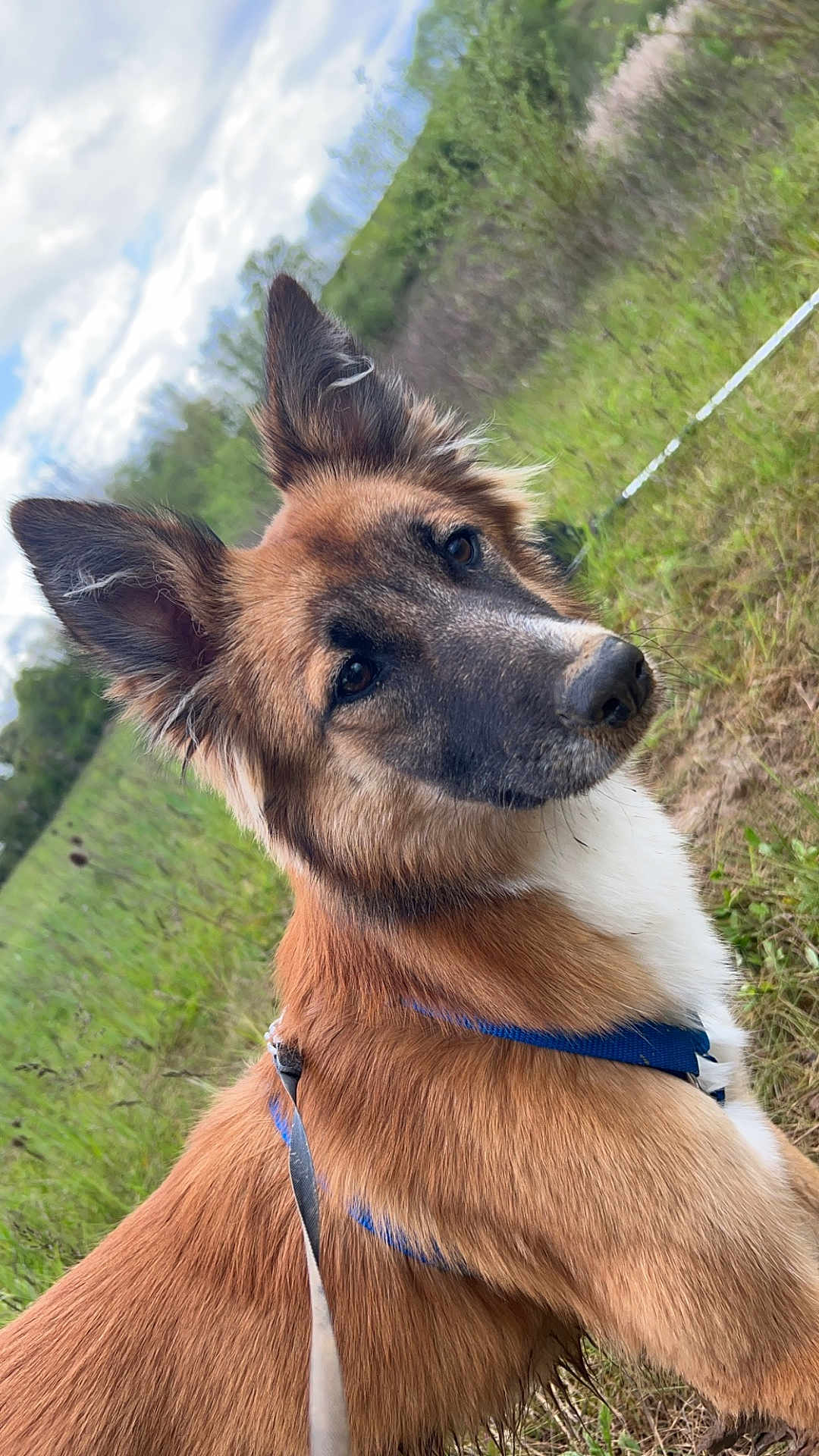 Nala participe au concours pour gagner de l'argent avec cette photo : accessories, animal, ball, canine, colthorse, dog, germanshepherd, grass, horse, hound, leash, nature, outdoors, pet, plant, puppy, sport, strap, tennis, tennisball
