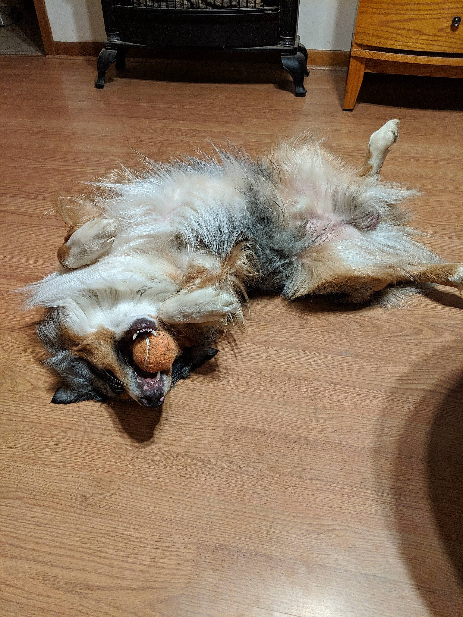 Yuki joined the competition — help win amazing prizes! cairn_terrier, canidae, carnivore, cat, dog, dog_breed, floor, flooring, glen_of_imaal_terrier, hardwood, terrier, tibetan_terrier