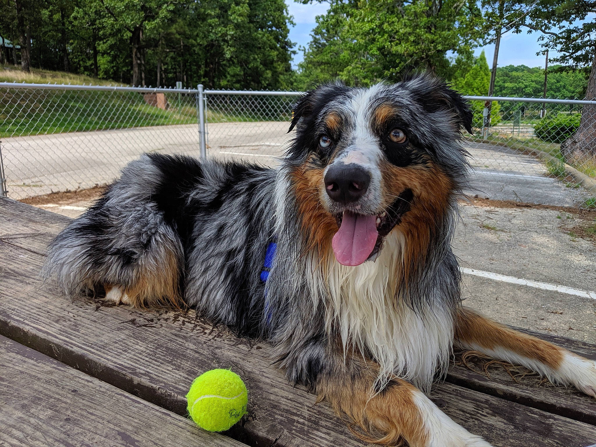 Yuki is registered to the contest to win money with this photo: australian_cattle_dog, australian_collie, australian_shepherd, ball, bernese_mountain_dog, canidae, carnivore, companion_dog, dog, dog_breed, english_shepherd, giant_dog_breed, herding_dog, mammal, rare_breed_dog, sporting_group, tennis_ball, vertebrate, working_dog