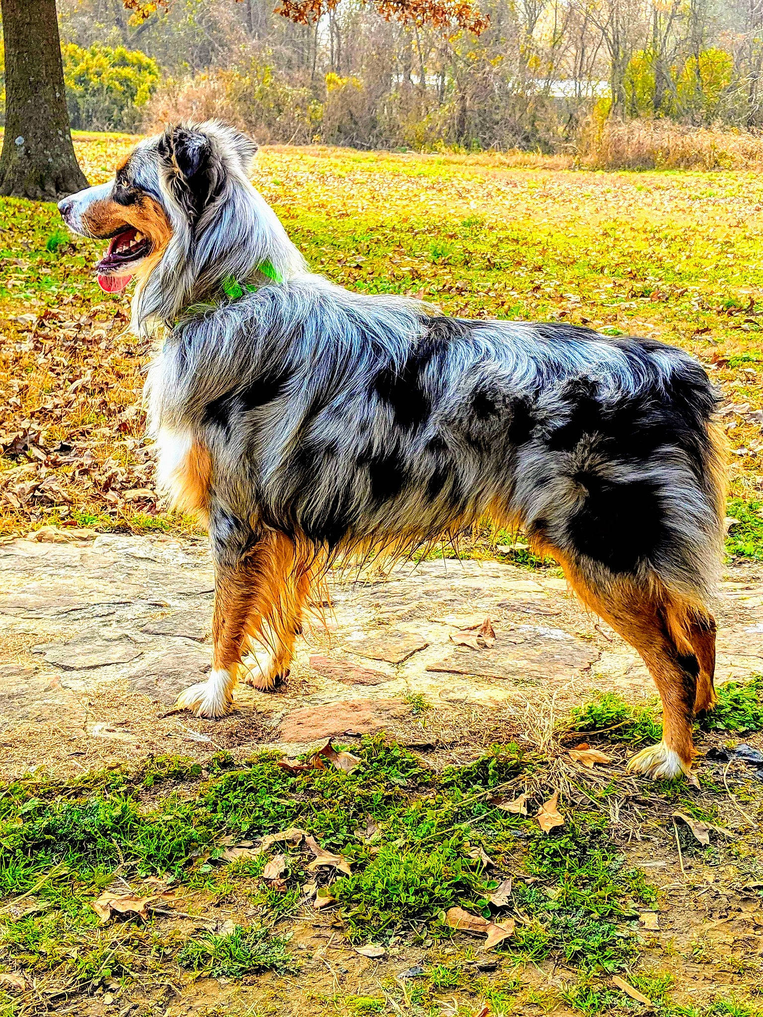 Yuki is registered to the contest to win money with this photo: australian_shepherd, canidae, carnivore, companion_dog, dog, dog_breed, herding_dog, mammal, miniature_australian_shepherd, rare_breed_dog, sporting_group, vertebrate, working_dog
