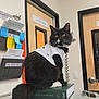 cat, black_cat, white_shirt, book, veterinary_drug_handbook, indoor, clinical_setting, door, notes, clipboard, post_it_notes, alert, sitting, feline, animal, pet, tail, whiskers, fur, medical