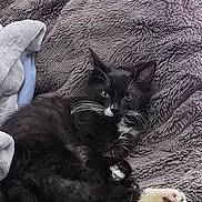 Zoro joined the competition — help win amazing prizes! cat, black_cat, white_paws, whiskers, feline, pet, animal, sleeping, resting, cozy, blanket, soft_texture, indoor, fluffy, cute, relaxed, domestic_cat, lying_down, fur, comfort