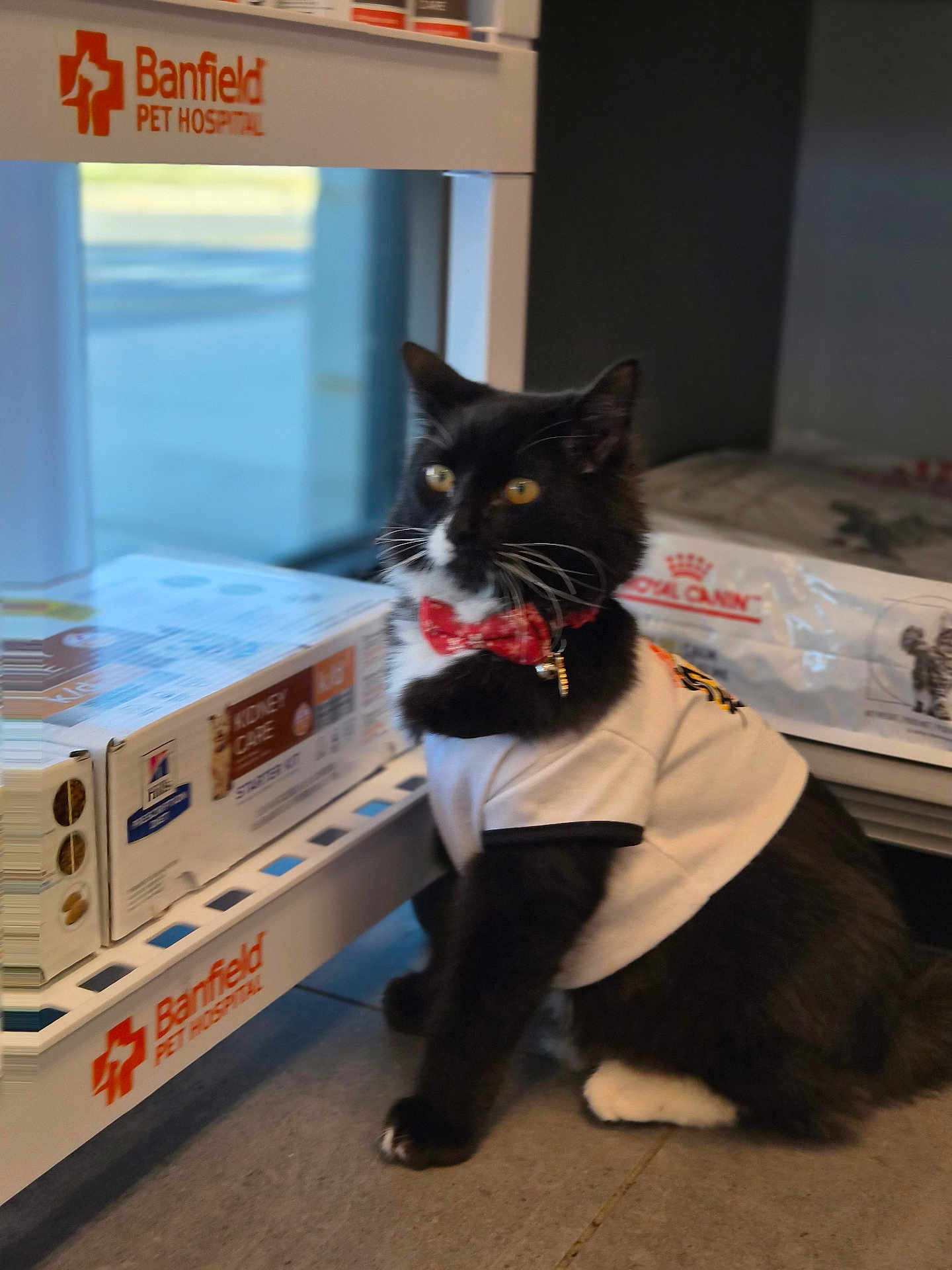 Zoro joined the competition — help win amazing prizes! cat, black_and_white, bow_tie, shirt, pet_hospital, indoor, floor, pet_care, product_box, window, curious, feline, animal, sitting, collar, whiskers, retail_shelf, store, pet_food, banfield