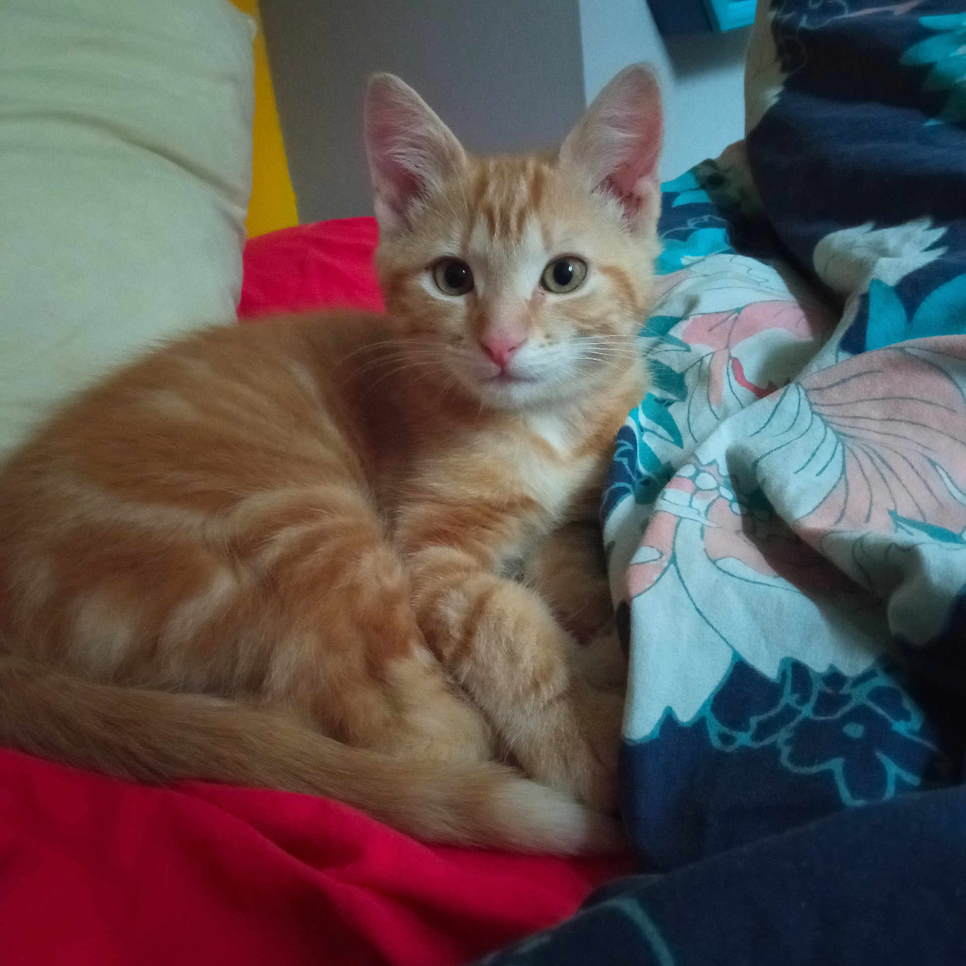 Moka participe au concours pour gagner de l'argent avec cette photo : abyssinian, animal, bed, bedroom, blanket, cat, chair, couch, cushion, furniture, homedecor, indoors, kitten, linen, manx, person, pet, quilt, room, sleeping