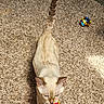 Pearl Daphne joined the competition — help win amazing prizes! cat, toy, carpet, indoor, pet, playful, walking, cream_colored, striped_tail, blue_and_gold_toy, floor, animal, feline, domestic, cute, whiskers, ears, tail_up, close_up, home