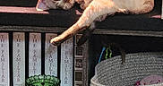 Pearl Daphne joined the competition — help win amazing prizes! cat, sleeping, purple_bow, cushion, bookshelf, books, green_vase, woven_basket, indoor, sunlight, cozy, feline, spotted_cat, resting, furniture, shelf, decor, home, peaceful, relaxation