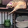 cat, sleeping, purple_bow, cushion, bookshelf, books, green_vase, woven_basket, indoor, sunlight, cozy, feline, spotted_cat, resting, furniture, shelf, decor, home, peaceful, relaxation