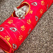 Pearl Daphne joined the competition — help win amazing prizes! cat, pet, animal, red_tunnel, paw_prints, carpet, indoor, curious, playful, feline, cute, ears, whiskers, looking, toy, home, floor, texture, resting, peek