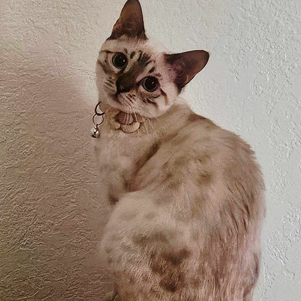 Pearl Daphne