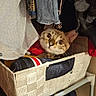 Pearl Daphne is registered to the contest to win money with this photo: cat, basket, closet, clothing, hanging_clothes, shoes, curious, indoor, storage, fabric, shelf, pet, feline, cozy, home, cute, looking, curiosity, domestic, resting_place