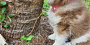 Baby Girl joined the competition — help win amazing prizes! bark, brown_and_white, canine, collar, curious, daylight, dog, fence, fluffy, grass, green_leaves, nature, outdoor, pet, plants, puppy, soil, tree, yard, young_dog
