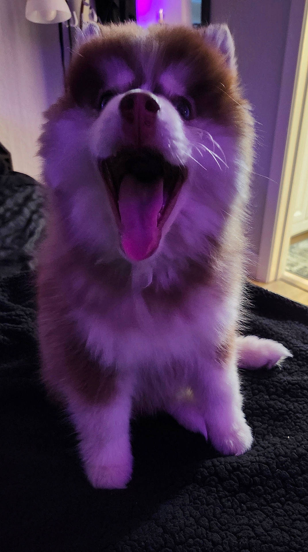 Baby Girl is registered to the contest to win money with this photo: animal, background, black_blanket, canine, cozy, cute, dog, eyes, fluffy, fur, indoor, mouth_open, nose, pet, puppy, purple_light, sitting, soft_texture, whiskers, yawning