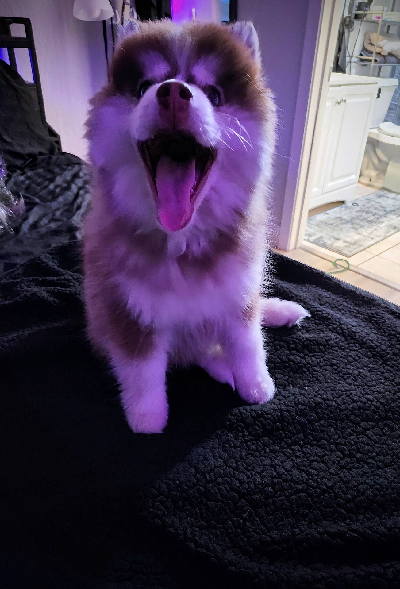 Baby Girl joined the competition — help win amazing prizes! animal, bed, black_blanket, blanket, canine, carpet, cute, dog, doorway, fluffy, fur, happy, indoor, mouth_open, pet, puppy, room, sitting, tongue, white_furniture