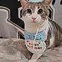 cat, birthday, hat, bib, wide_eyes, pet, indoor, cute, animal, feline, celebration, bedspread, patterned, gray_white_cat, close_up, whiskers, pink_nose, ears, sitting, background