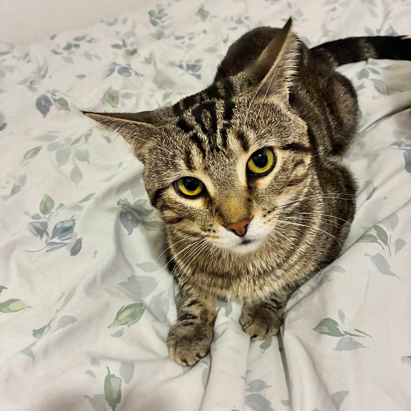 Milo joined the competition — help win amazing prizes! animal, bed, bedding, bedroom, cat, close_up, curious, cute, domestic_cat, floral_pattern, fur, indoor, looking_up, mammal, pet, resting, striped, tabby, whiskers, yellow_eyes