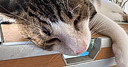 Vagabond a rejoint le concours — aidez-le/la à gagner de superbes lots ! abyssinian, animal, architecture, building, cat, drawer, furniture, house, housing, indoors, kitten, manx, pet, plant, plywood, porch, pottedplant, roof, window, wood