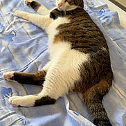 Vagabond a rejoint le concours — aidez-le/la à gagner de superbes lots ! cat, tabby_cat, white_fur, brown_fur, black_stripes, green_eyes, animal, pet, lying_down, relaxed, bed, blanket, bedroom, indoor, feline, whiskers, ears, tail, paws, portrait