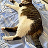 cat, tabby_cat, white_fur, brown_fur, black_stripes, green_eyes, animal, pet, lying_down, relaxed, bed, blanket, bedroom, indoor, feline, whiskers, ears, tail, paws, portrait
