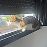 cat, calico_cat, animal, pet, window, windowsill, indoor, sunlight, roller_shutter, black_and_white, orange_patches, whiskers, ears, tail, sitting, looking_outside, home, daylight, portrait, photography