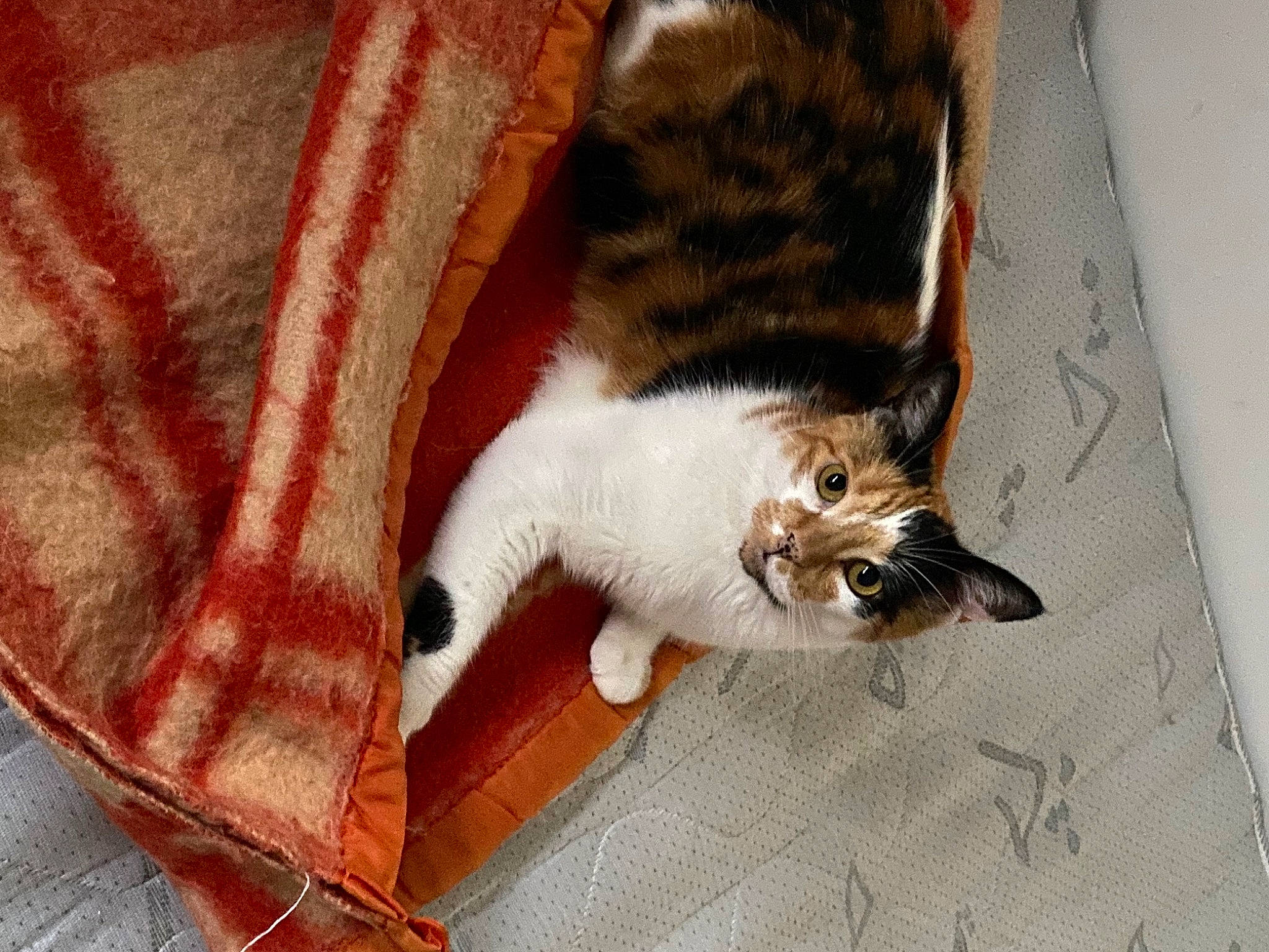 Lechat a rejoint le concours — aidez-le/la à gagner de superbes lots ! canidae, carnivore, cat, claw, comfort, domestic_short_haired_cat, felidae, flooring, foot, fur, hardwood, human_leg, linens, pattern, paw, small_to_medium_sized_cats, tail, textile, whiskers, wood