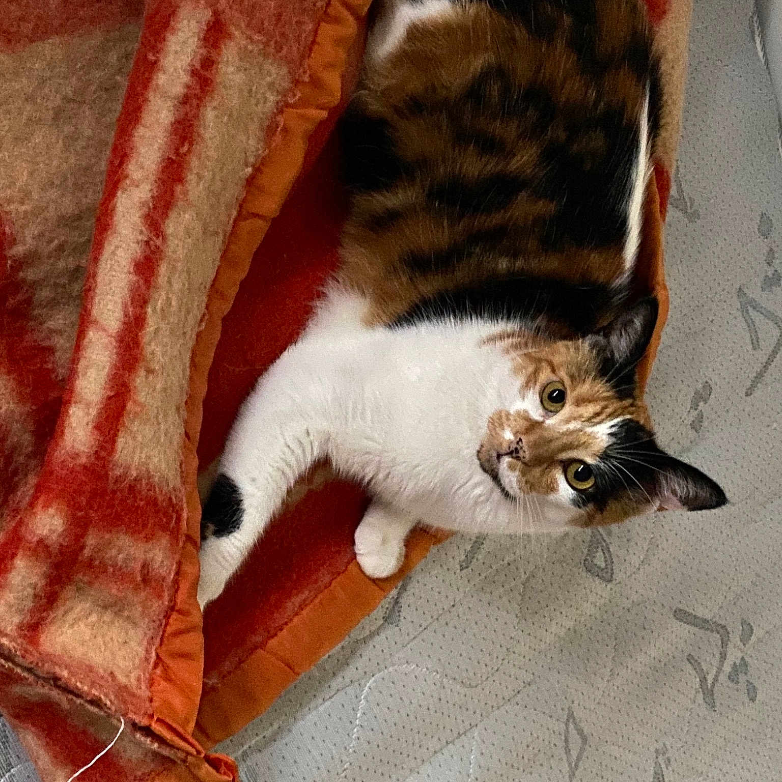 Lechat