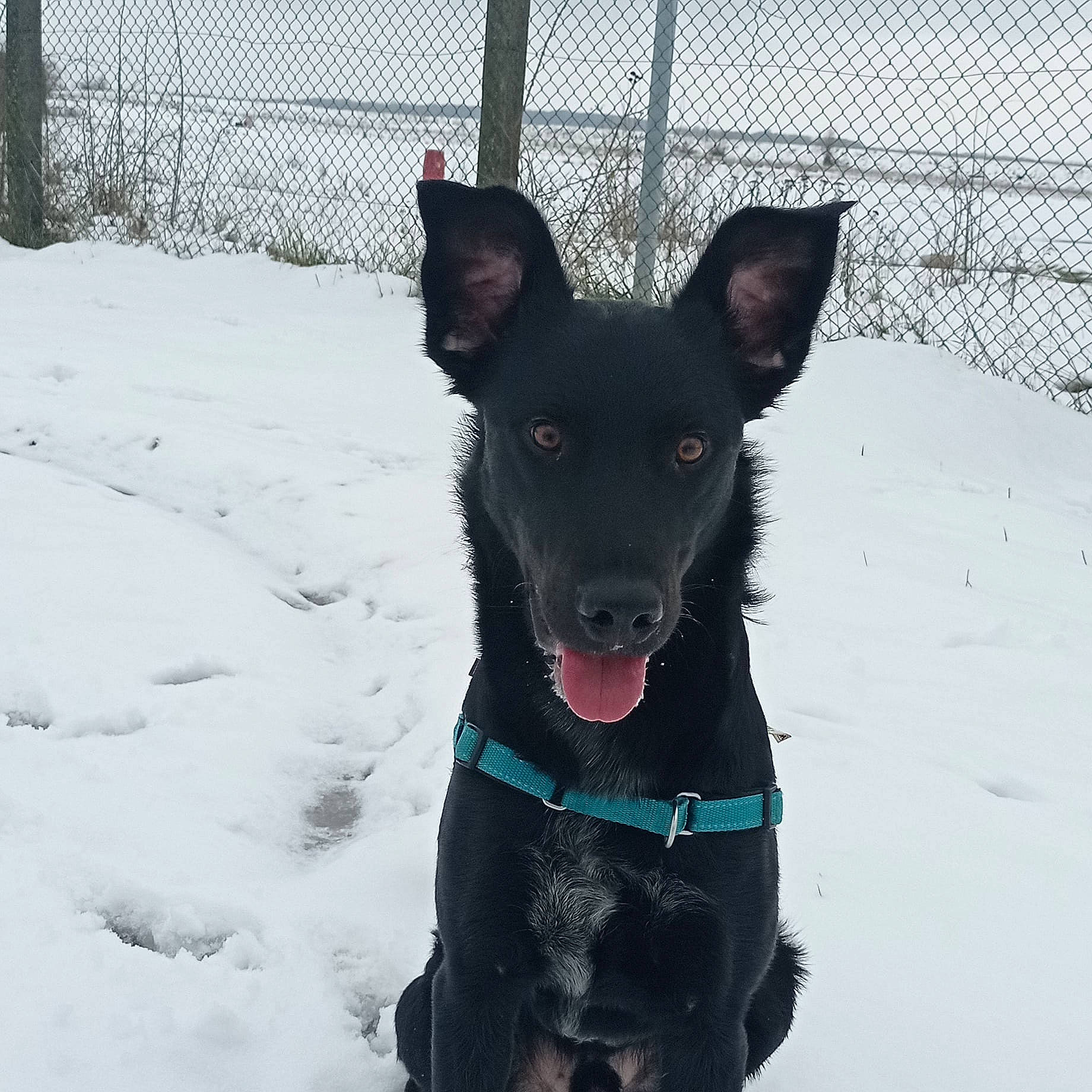 Blacko participe au concours pour gagner de l'argent avec cette photo : canidae, carnivore, chain_link_fencing, collar, dog, dog_breed, dog_collar, dog_supply, fence, formosan_mountain_dog, freezing, mammal, mesh, pet_supply, snout, snow, sporting_group, winter, wire_fencing, working_animal